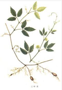 金线吊葫芦 金线吊葫芦